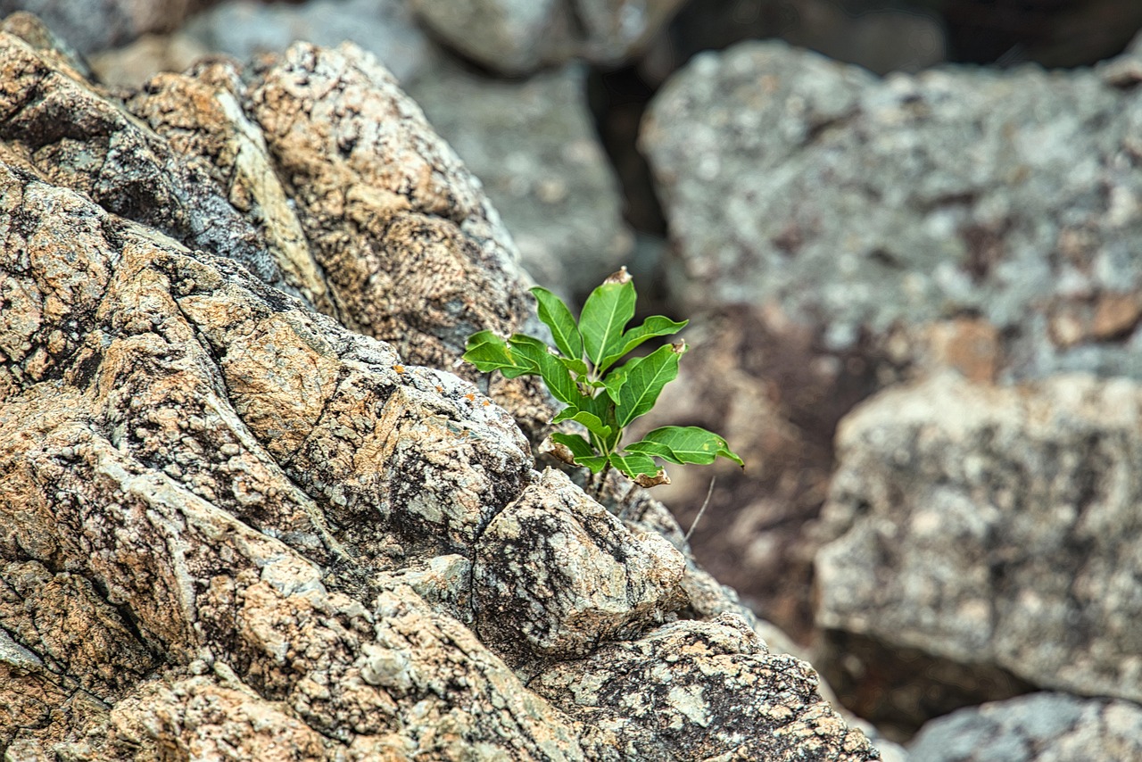 Rock Plant Nature Free photo on Pixabay Pixabay