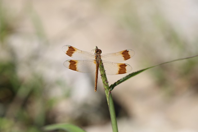 Free Dragonfly Insects photo and picture