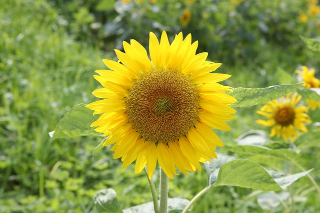 Free Sunflower Flower photo and picture