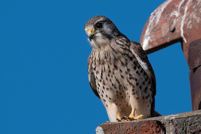 Free Bird Falcon photo and picture