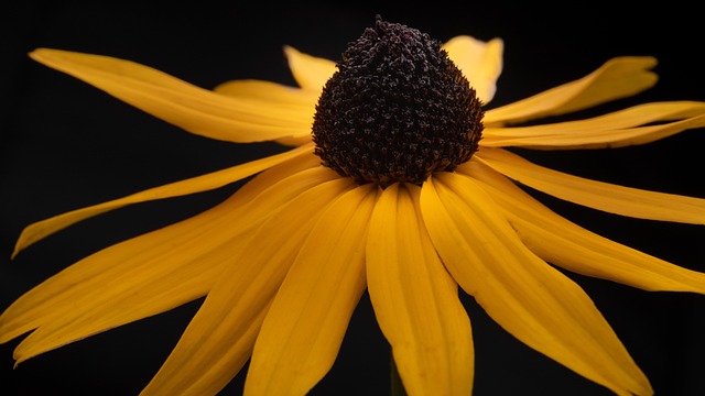 Free Flower Coneflower photo and picture
