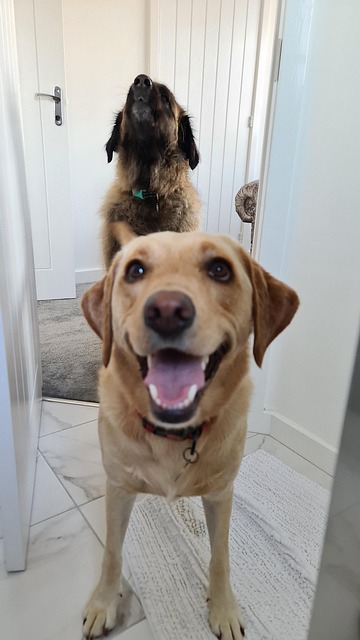 Labrador, Hund, Leonberger, Kjæledyr
