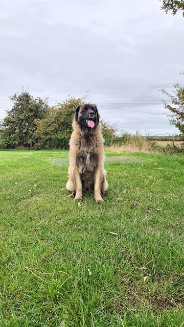 Leonberger, Hund, Kjæledyr, Dyr, Natur