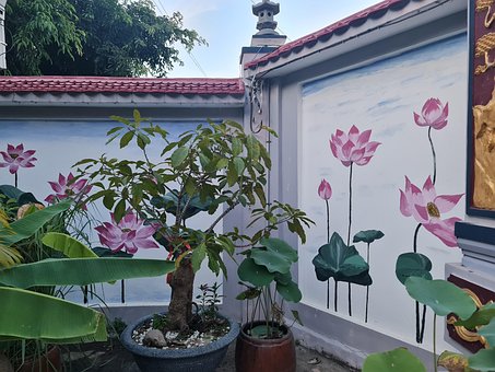 Free Lotus Pain photo and picture