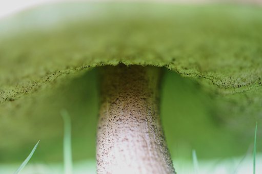 Free Mushroom Mycology photo and picture