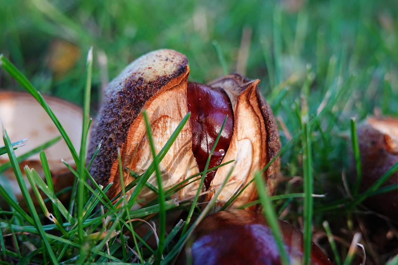 Kastanye Kastanye Padang Rumput Jatuh - Foto gratis di Pixabay - Pixabay