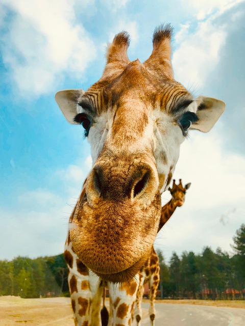 Girafe Visage Cornes - Photo gratuite sur Pixabay - Pixabay