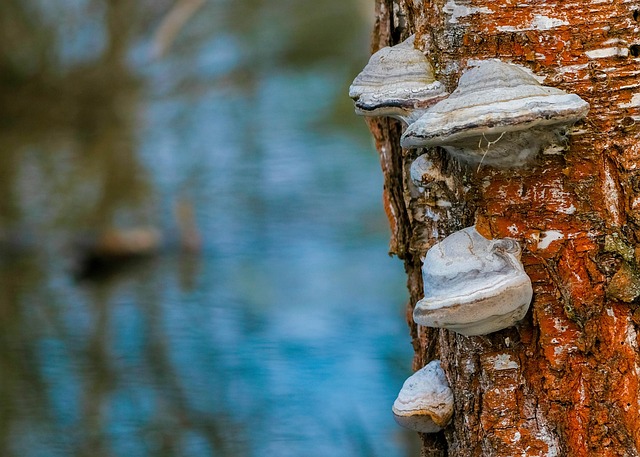 Ufo, Natuur, Boom, Paddestoel, Kleur
