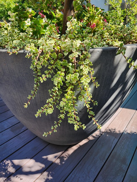 Free Plant Planter photo and picture