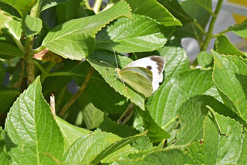 Free Butterfly Green Butterfly photo and picture