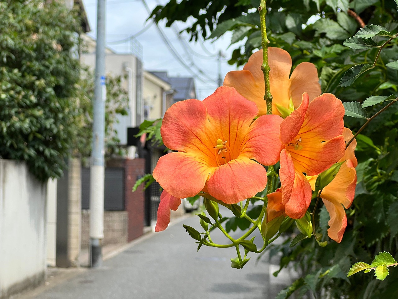 Fleurs Jardin Coin De La Rue Fleur - Photo gratuite sur Pixabay - Pixabay
