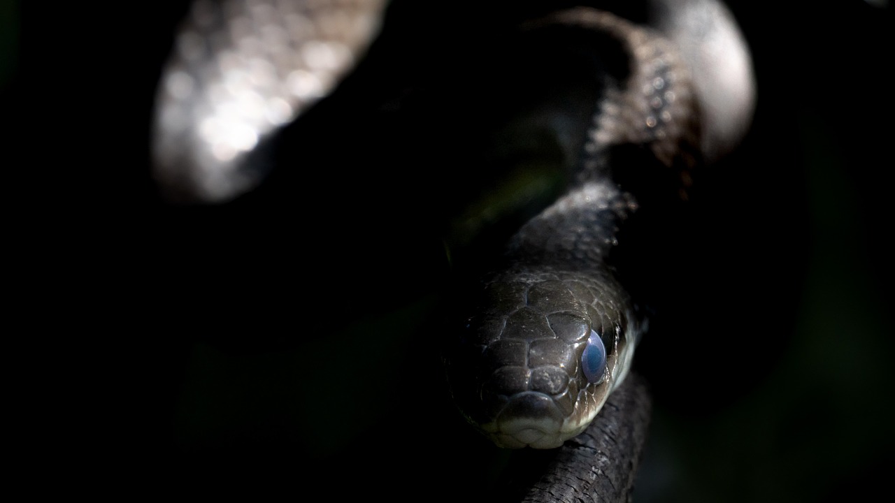 Snake - free online jigsaw puzzle photo