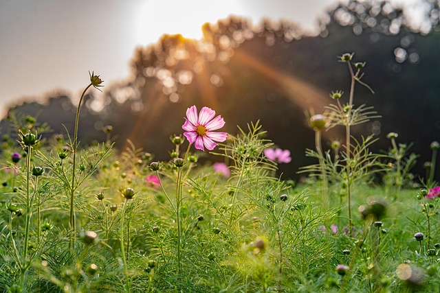 Blomster, Kosmos, Parkere