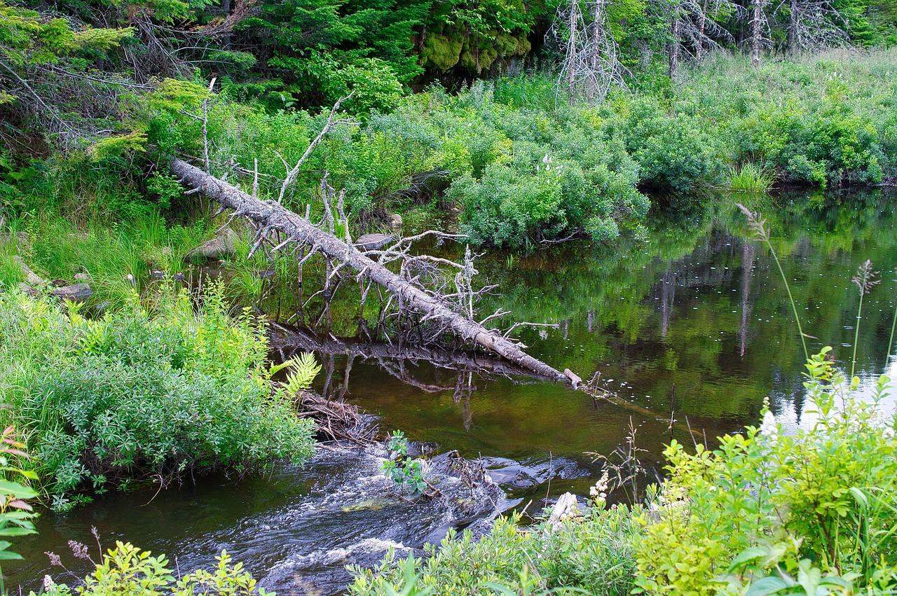 Fluss Landschaft Natur - Kostenloses Foto auf Pixabay - Pixabay