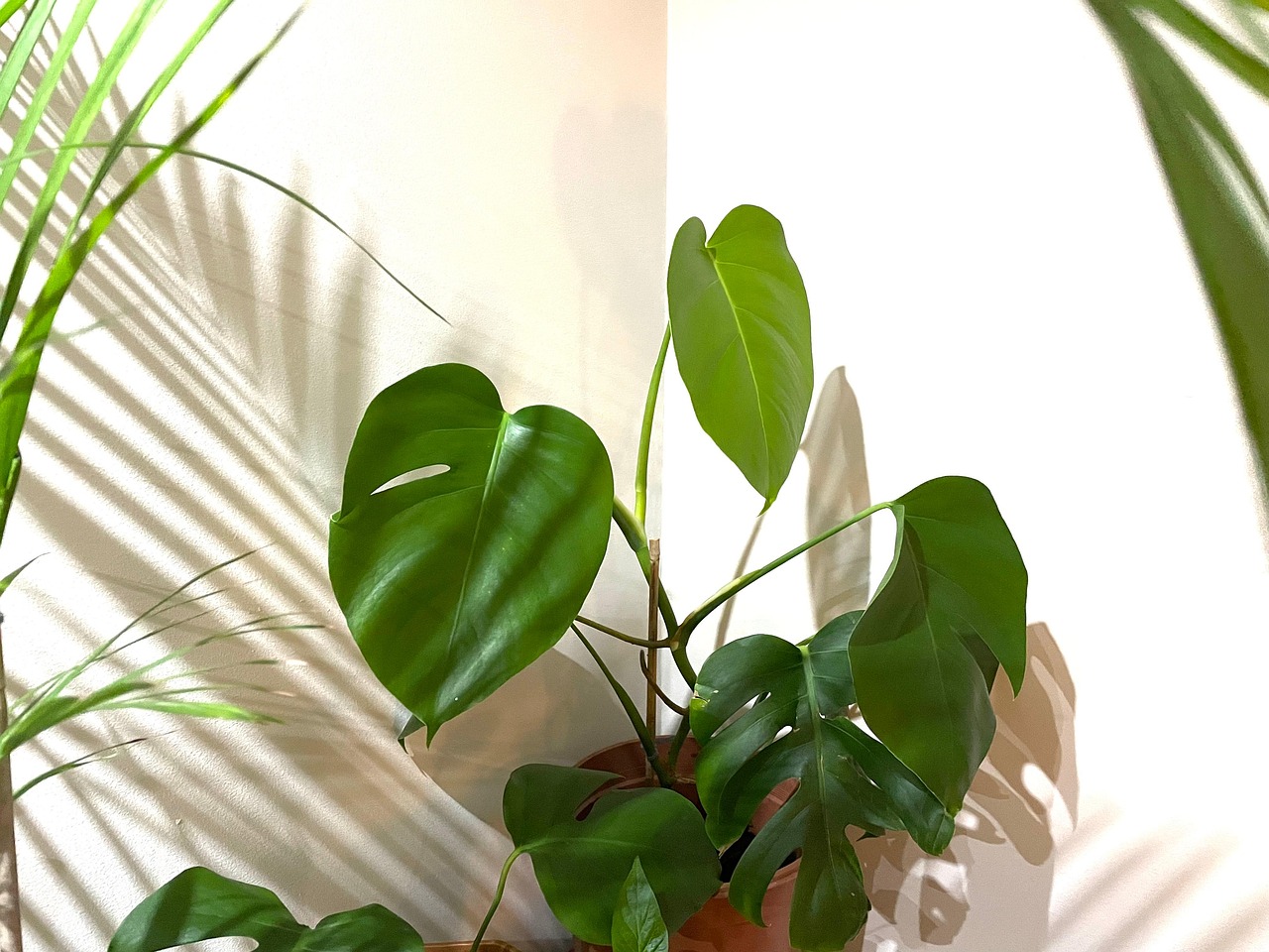 Plante D'Appartement Verte - Photo gratuite sur Pixabay - Pixabay