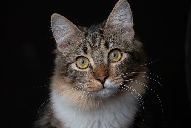 Free Cat Pet photo and picture Free Cat Pet photo and picture