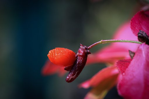 4以上の無料イワタバコ科 セントポーリア画像 Pixabay