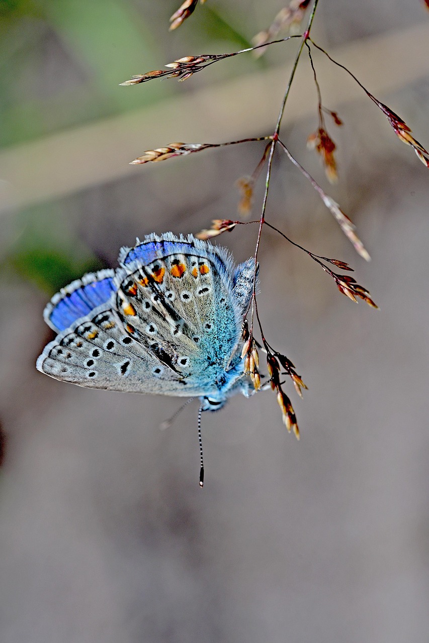  Schmetterling Nahaufnahme Makro - Kostenloses Foto auf Pixabay - Pixabay 