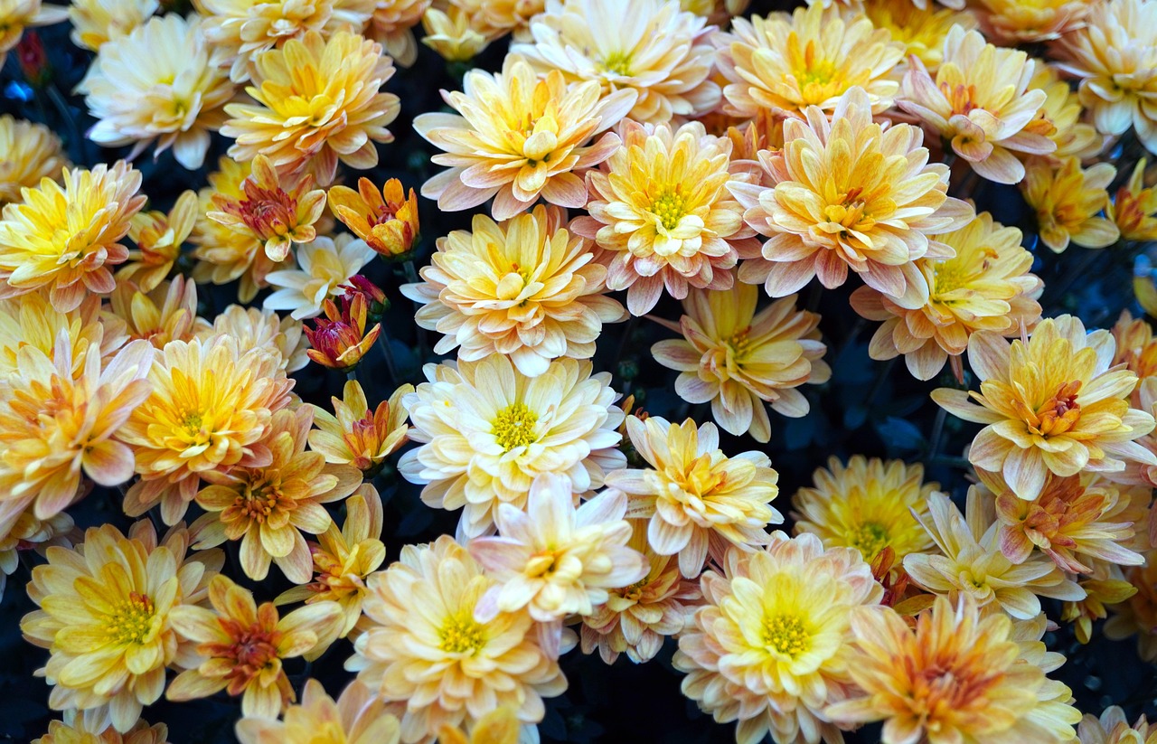 Chrysanthemums Flowers Yellow Free photo on Pixabay Pixabay