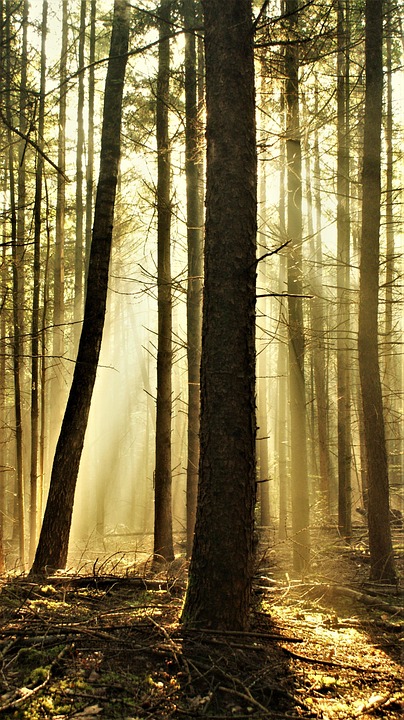 Zewg Raggi Alba Foresta Nebbia Raggi Di - Foto gratis su Pixabay