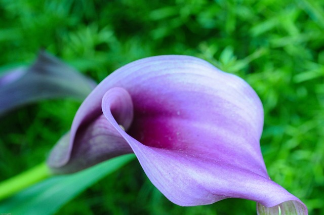 Free Flowers Longwood Gardens photo and picture