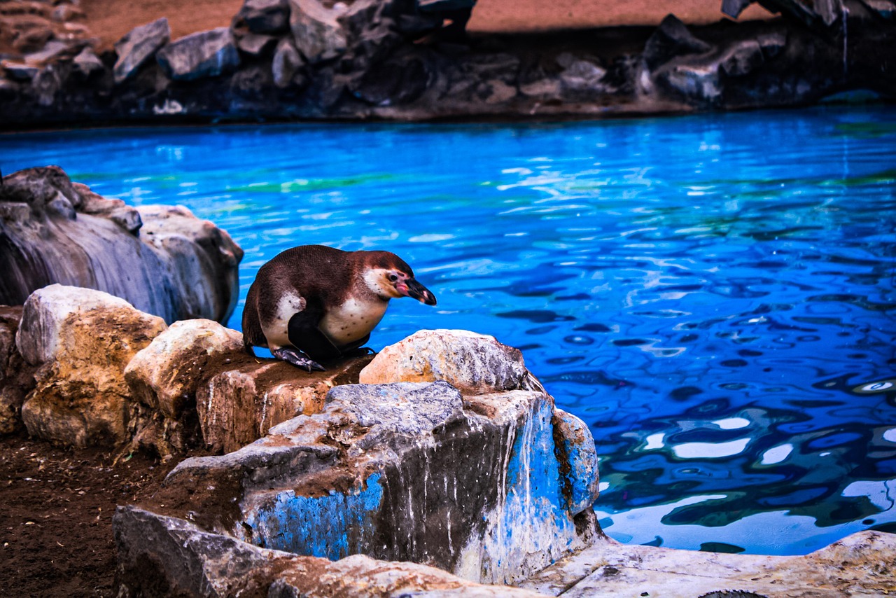 penguin-7490304_1280.jpg