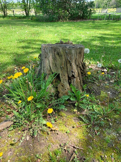 Free Dandelion Flowers Dandelions photo and picture