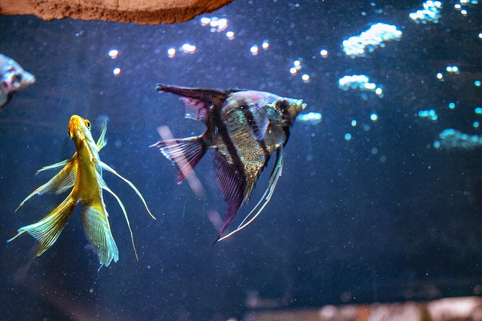 Peces Pezo Mar - Gratis foto op Pixabay - Pixabay