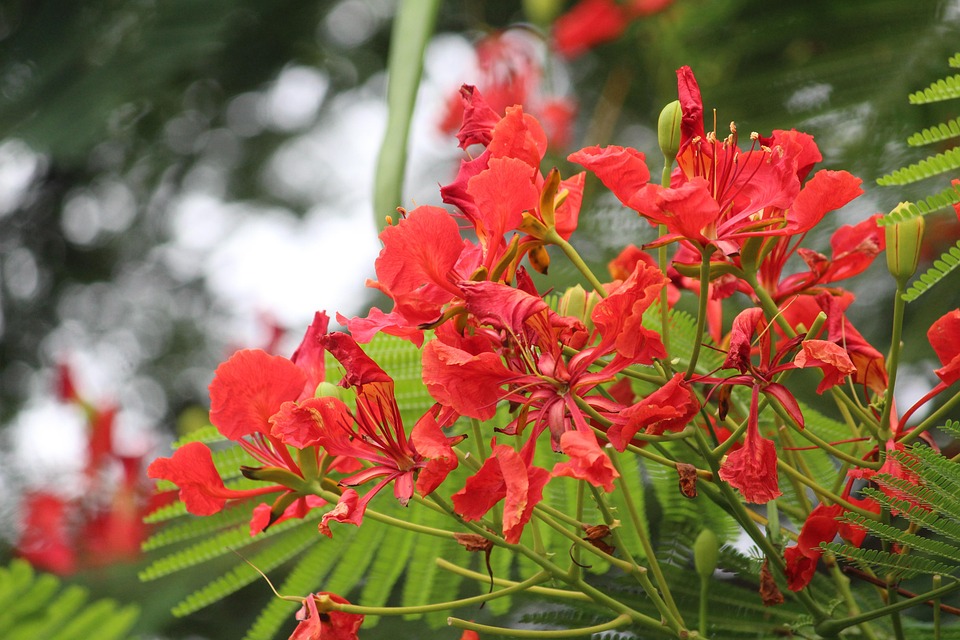 火焰瓶树 红色花 花朵 Pixabay上的免费照片 Pixabay