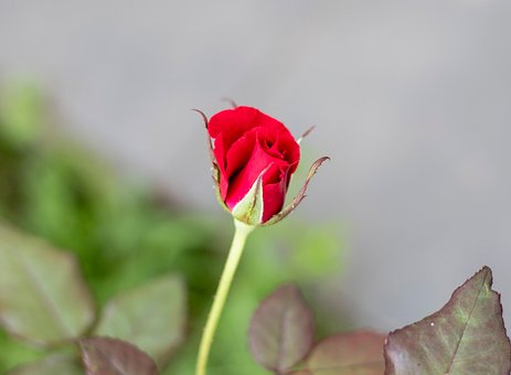 Rose, Blume, Hintergrund, Blüte, Schöne