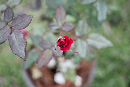 Rose, Blume, Hintergrund, Blüte, Schöne