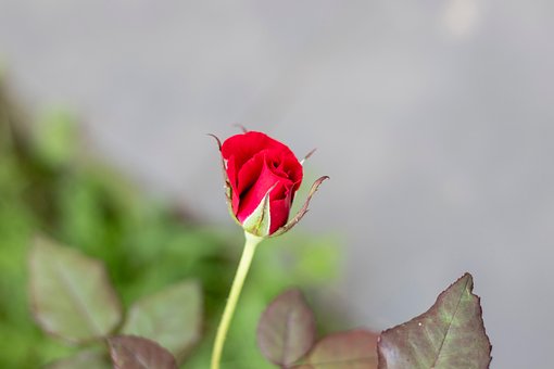Rose, Rosenknospe, Windows Wallpaper