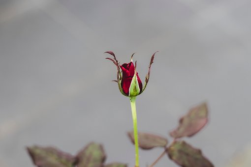 Rose, Blume, Hintergrund, Blüte, Schöne