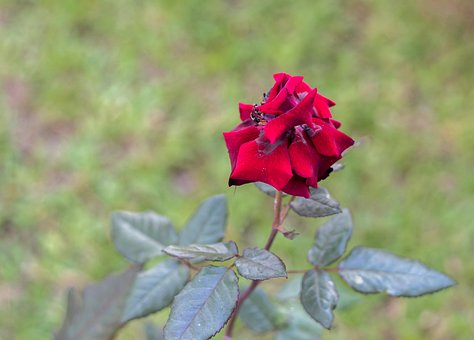 Rose, Blume, Hintergrund, Blüte, Schöne