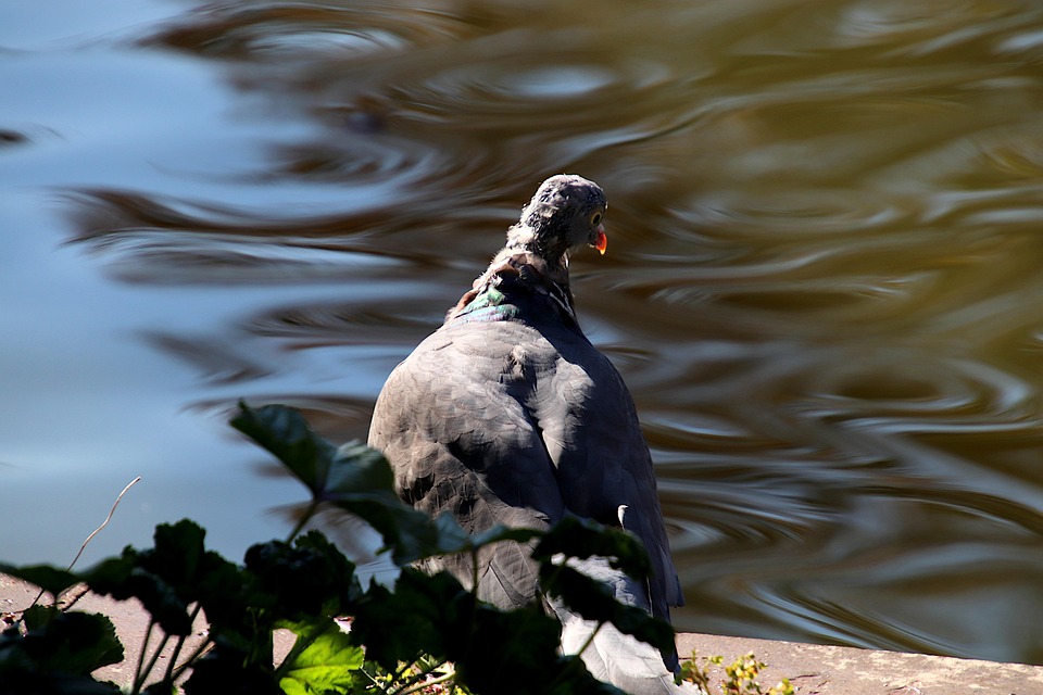 Pigeon Bird River Free photo on Pixabay
