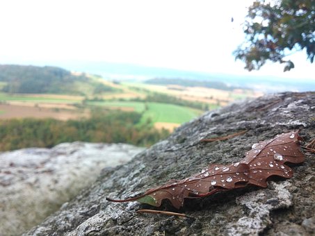 Free Fall Leaf photo and picture
