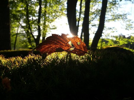 Free Leaf Leaves photo and picture