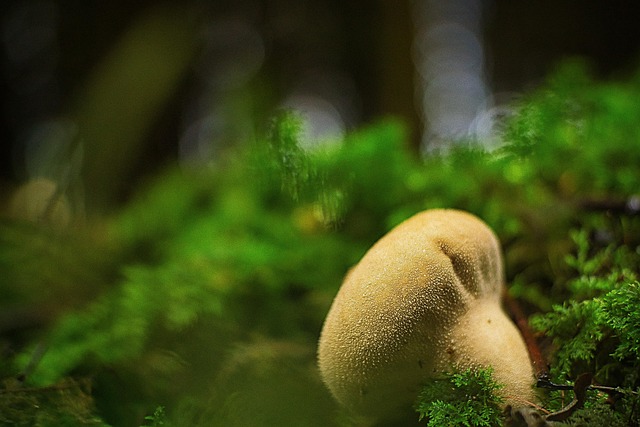 Free Nature Mushroom photo and picture