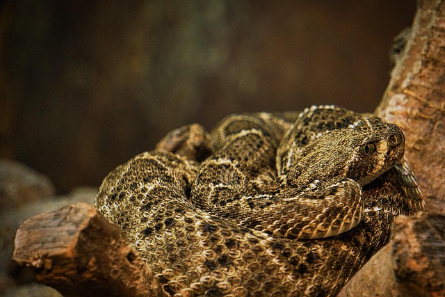 Free Rattlesnake Reptile photo and picture