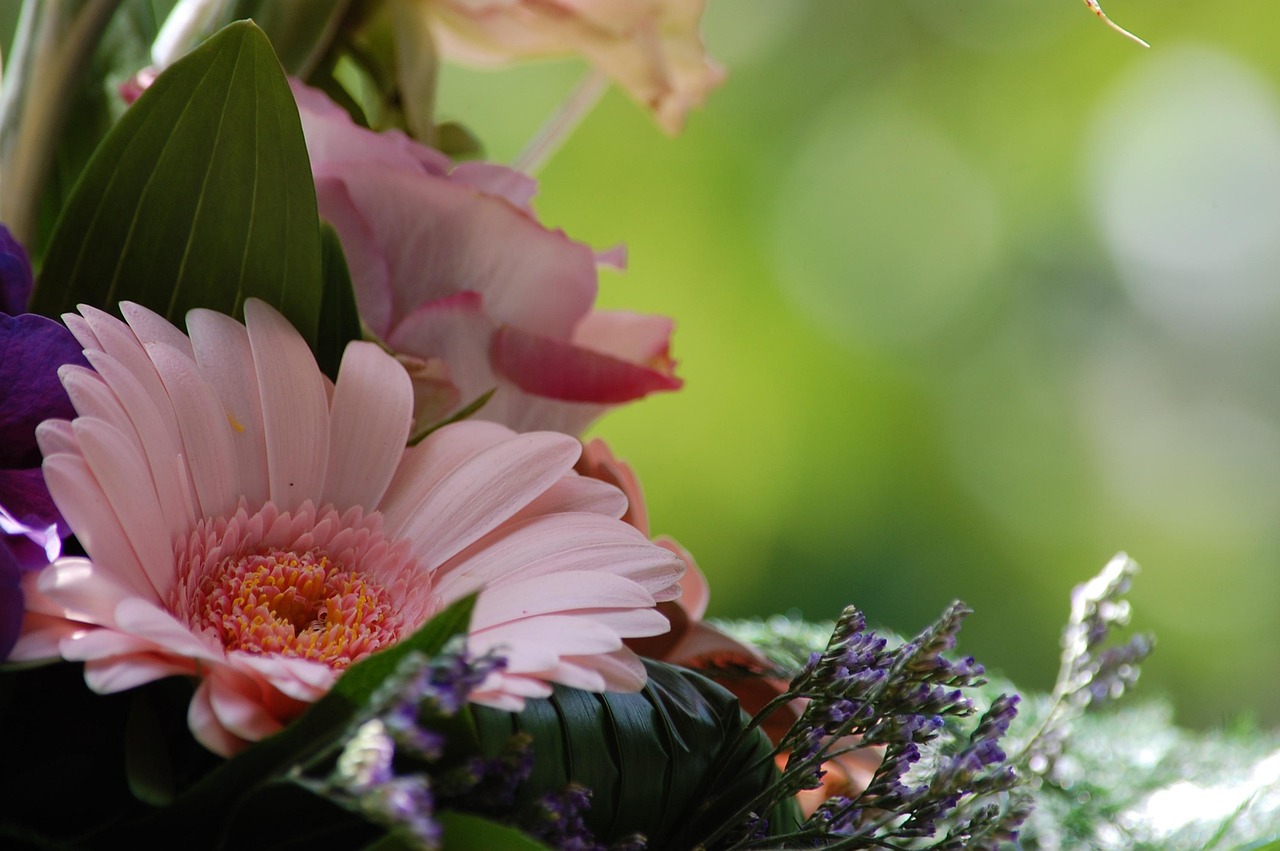 花朵 花束 非洲菊 - Pixabay上的免费照片 - Pixabay