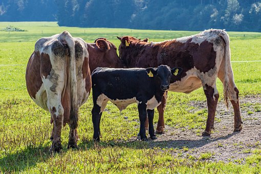 Free Cow Cows photo and picture