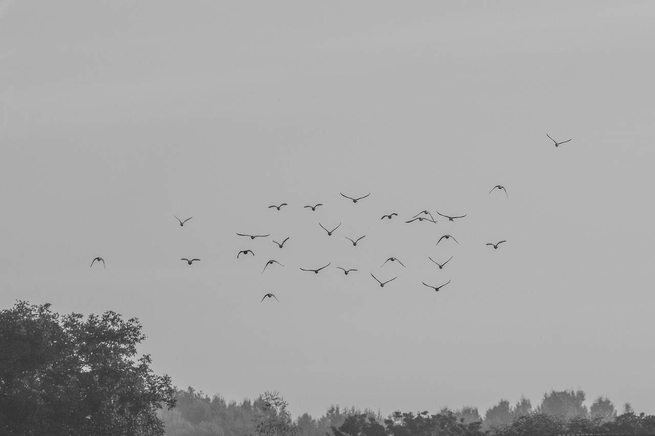 Flock Of Birds Pigeons Free photo on Pixabay Pixabay