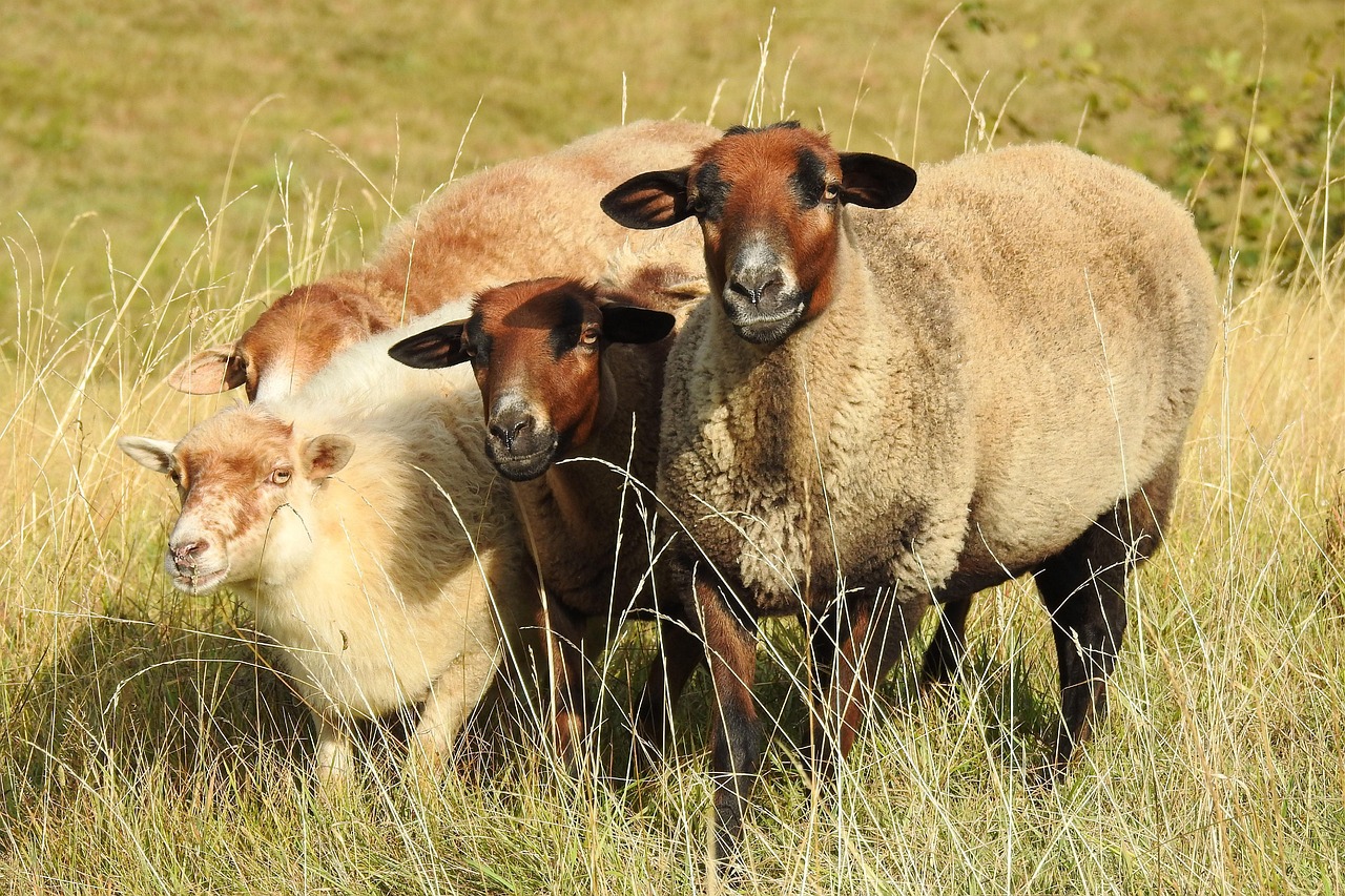 Sheep - free online jigsaw puzzle photo