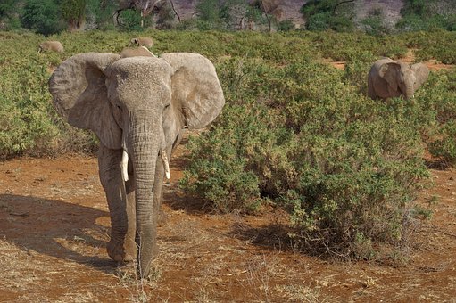 Elefante, África, Savannah