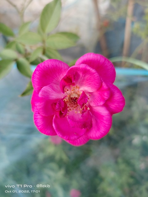 Pink Rose Red - Free photo on Pixabay - Pixabay - Where Can I Watch Rose Red For Free