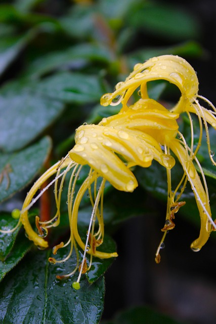 Free Flower Nature photo and picture