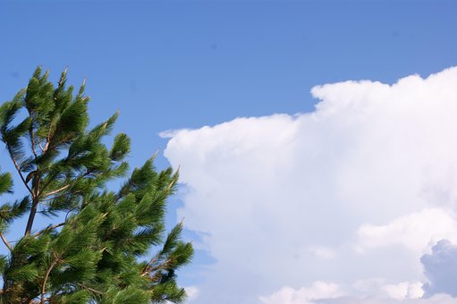 Baum, Liebling, Blau, Wolke, Landschaft