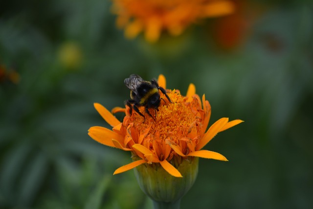 Bi, Insekt, Blomst, Bestøvning, Natur