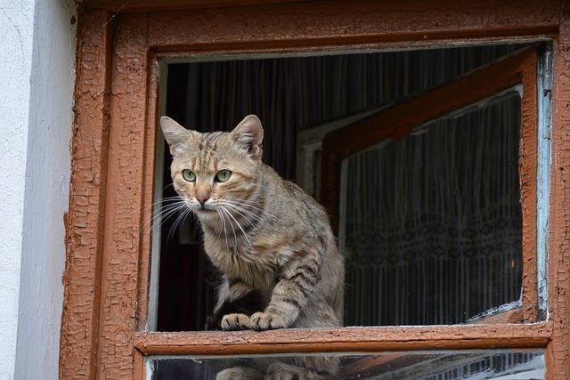 Kat, Kæledyr, Feline, Dyr, Pattedyr