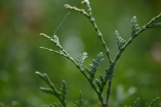 Web, Spruce, Træ, Makro, Natur, Parken